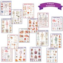 Kit 15 Mapas Anatômicos -- Enrolados 120x90cm - Escolar - Estudos - Corpo Humano