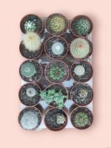 Kit 15 Mini Cactos Variados Naturais (pote 06) Branco