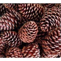 Kit 15 Pinhas Natural - Enfeite de Natal