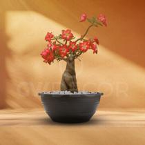 Kit 15 Vasos Plástico Redondo Para Rosa Do Deserto 6 Litros Flores Plantas Hortas