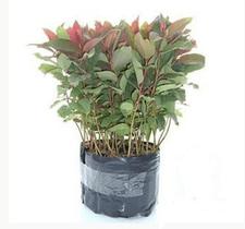 Kit 150 Mudas Eucaliptos Saligna ( Eucalipto Cereja ) Kit 150 Mudas Eucaliptos Saligna ( Eucalipto Cereja )