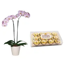 Kit 1X Bombons Ferrero Rocher 12 Unidades + 1X Flor Orquídea Phalaenopsis P12 Holambelo com 1 Unidade Kit 1X Bombons Ferrero Rocher 12 Unidades + 1X Flor Orquídea Phalaenopsis P12 Holambelo com 1 Unidade