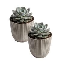 Kit 2 Cachepot Talin 14cm PP Pote 14 Suculenta - Cores Taupe e Pêssego - CT14CT CT14PS