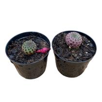 Kit 2 Cacto Rebutia Rauschii + Violacidermis Raro Especial Kit 2 Cacto Rebutia Rauschii + Violacidermis Raro Especial