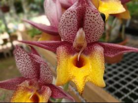 Kit 2 Catasetum Selecionado - Apenas R40,00 - orquidario DF