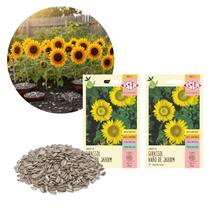 Kit 2 Envelopes Semente Girassol Jardim Anão 0,8g Helianthus