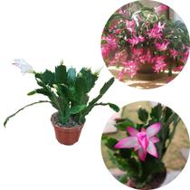 Kit 2 Flor De Maio Cacto Schlumbergera truncata Cores Mista Kit 2 Flor De Maio Cacto Schlumbergera truncata Cores Mista