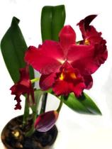 Kit 2 Flores Orquídeas Plantas C. Loddigesii Alba - Slc. Kozos Scarlet Raras Exóticas Decoração - Orquiflora