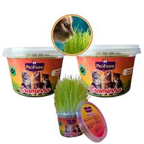 Kit 2 Graminha para Cães e Gatos Pró Feline 120g Kit 2 Graminha para Cães e Gatos Pró Feline 120g