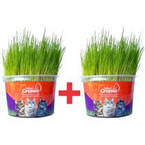 KIT 2 Graminha para Gatos - Mister Grama KIT 2 Graminha para Gatos - Mister Grama
