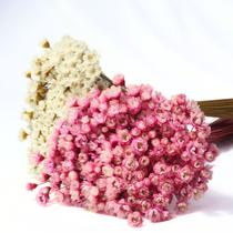 Kit 2 Maços de Sempre Vivas - Rosa E Branca