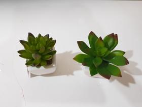 Kit 2 Mini cacto no vaso Kit 2 Mini cacto no vaso