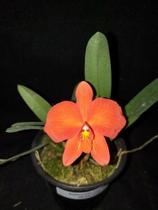 Kit 2 Mini Orquídeas. Sophonite Coccinea +sophonites Arizoni