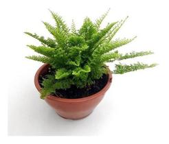 Kit 2 Mini Samambaias Havaianas Planta Natural Kit 2 Mini Samambaias Havaianas Planta Natural