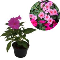 Kit 2 Muda Beijinho Maria-sem-vergonha Beijo Turco Cor Mista