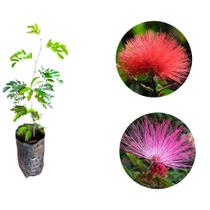 Kit 2 Muda da Flor Caliandra Rosa e Vermelha para Cerca viva muda 60 a 90 cm