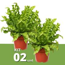 Kit 2 Muda de Asplênio Crispy Pote 14 Planta Pendente 40cm