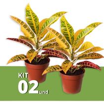 Kit 2 Muda de Cróton Petra Pote 14 Planta Colorida 40cm