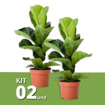 Kit 2 Muda De Ficus Lyrata Área Interna 50cm Sala Escritório Kit 2 Muda De Ficus Lyrata Área Interna 50cm Sala Escritório