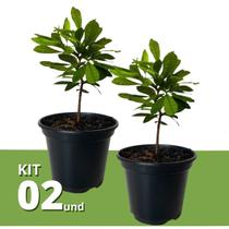 Kit 2 Muda de Fruta do Milagre Pote 15 Planta Natural 30cm