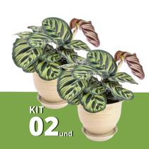 Kit 2 Muda de Maranta Makoyama Pote 12 Planta Natural 45cm
