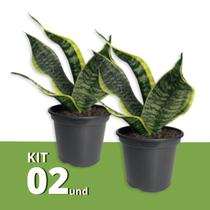 Kit 2 Muda De Mini Espada De São Jorge Arranjos De Plantas