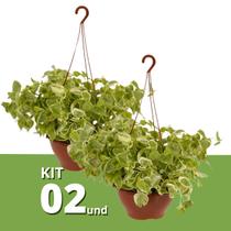 Kit 2 Muda de Peperômia Filodendro Cuia 21 Planta Pendente Kit 2 Muda de Peperômia Filodendro Cuia 21 Planta Pendente