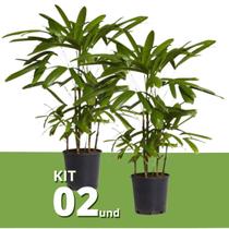 Kit 2 Muda De Ráfia 1m Planta Interna Palmeira Decorativa