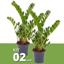Kit 2 Muda De Zamioculca Grande 60cm Planta Interna Natural