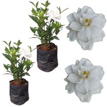 Kit 2 Muda Gardenia Jasmim Do Cabo Perfumada Flor Branca