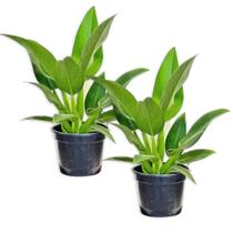Kit 2 Muda Pacová 50cm Planta Para Área Interna Urban Jungle Kit 2 Muda Pacová 50cm Planta Para Área Interna Urban Jungle