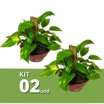 Kit 2 Muda Planta Jibóia 40cm Com Cuia P/ Decoração Interna