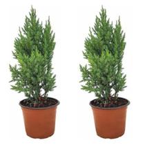 Kit 2 Muda Tuia Strickta Pinheiro Pinheirinho Natal Natural Decoração Ambientes Externos Beleza Jardim