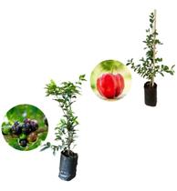 Kit 2 Mudas - 1 Acerola Doce + 1 Jabuticaba Hibrida Kit 2 Mudas - 1 Acerola Doce + 1 Jabuticaba Hibrida