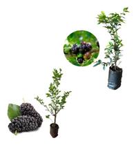 Kit 2 Mudas - 1 Amora Italiana + 1 Jabuticaba Hibrida