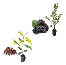 Kit 2 Mudas - 1 Amora Italiana Gigante + 1 Cravo Da Índia