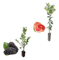 Kit 2 Mudas - 1 Amora Italiana Gigante + 1 Laranja Sanguínea