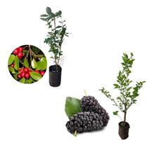 Kit 2 Mudas - 1 Araçá Vermelho + 1 Amora Italiana Gigante