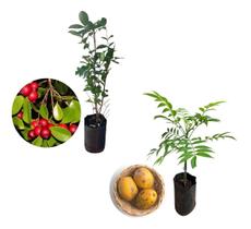Kit 2 Mudas - 1 Araçá Vermelho + 1 Cajá Manga Anão Kit 2 Mudas - 1 Araçá Vermelho + 1 Cajá Manga Anão