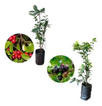 Kit 2 Mudas - 1 Araçá Vermelho + 1 Jabuticaba Hibrida Kit 2 Mudas - 1 Araçá Vermelho + 1 Jabuticaba Hibrida