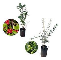 Kit 2 Mudas - 1 Araçá Vermelho + 1 Oliveira Kit 2 Mudas - 1 Araçá Vermelho + 1 Oliveira