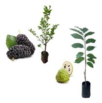 Kit 2 Mudas - 1 Atemoia + 1 Amora Italiana Gigante