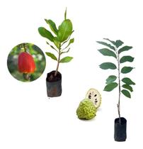 Kit 2 Mudas - 1 Atemoia + 1 Caju Anão Vermelho