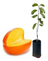 Kit 2 Mudas - 1 Atemoia + 1 Caqui Fuyu