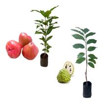 Kit 2 Mudas - 1 Atemoia + 1 Jambo Roxo