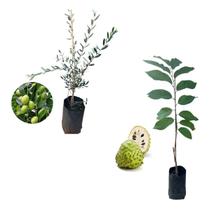 Kit 2 Mudas - 1 Atemoia + 1 Oliveira Kit 2 Mudas - 1 Atemoia + 1 Oliveira