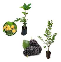 Kit 2 Mudas - 1 Cabeludinha + 1 Amora Italiana Gigante