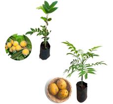 Kit 2 Mudas - 1 Cabeludinha + 1 Caja Manga Anão