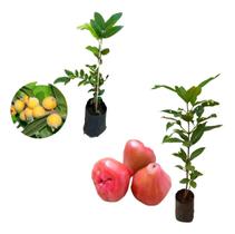 Kit 2 Mudas - 1 Cabeludinha + 1 Jambo Roxo