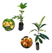 Kit 2 Mudas - 1 Cabeludinha + 1 Nêspera (ameixa Amarela)